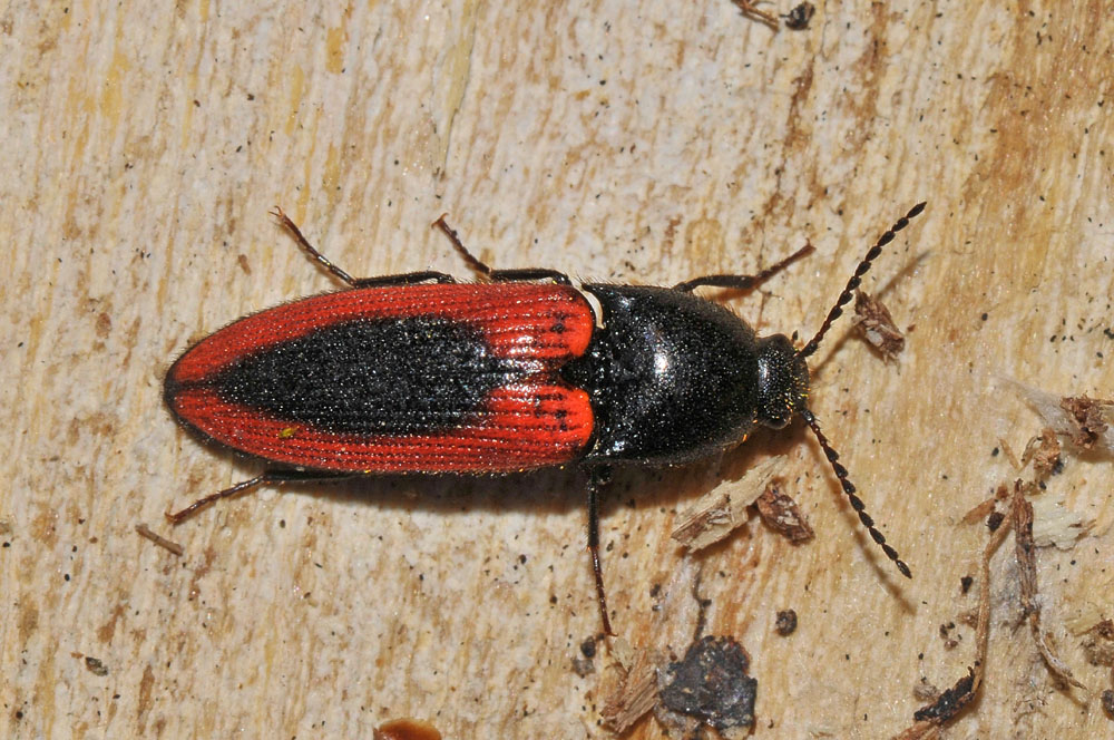 Ampedus sanguinolentus (Elateridae)